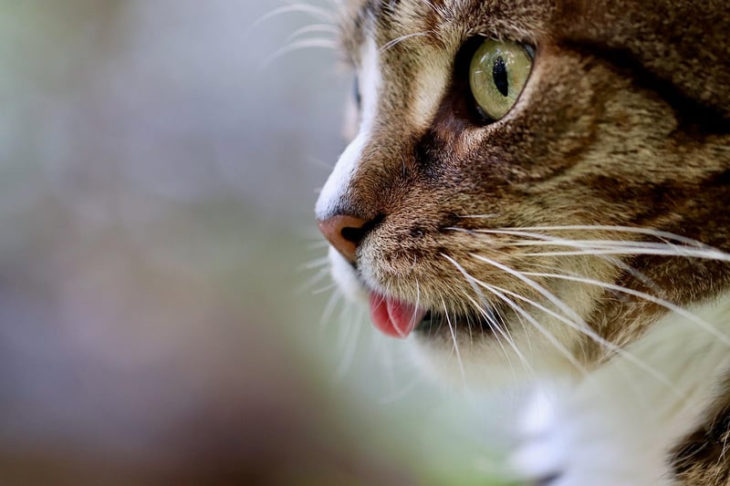 Griffin-Style Cat