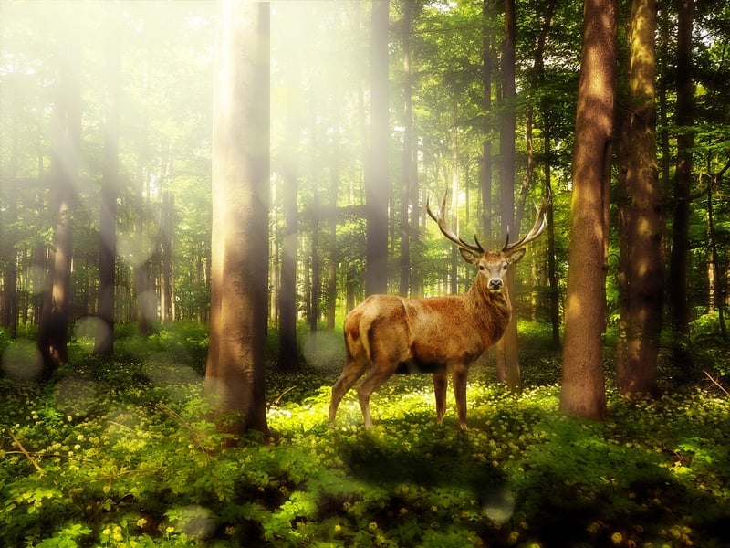 Enchanted Landscape