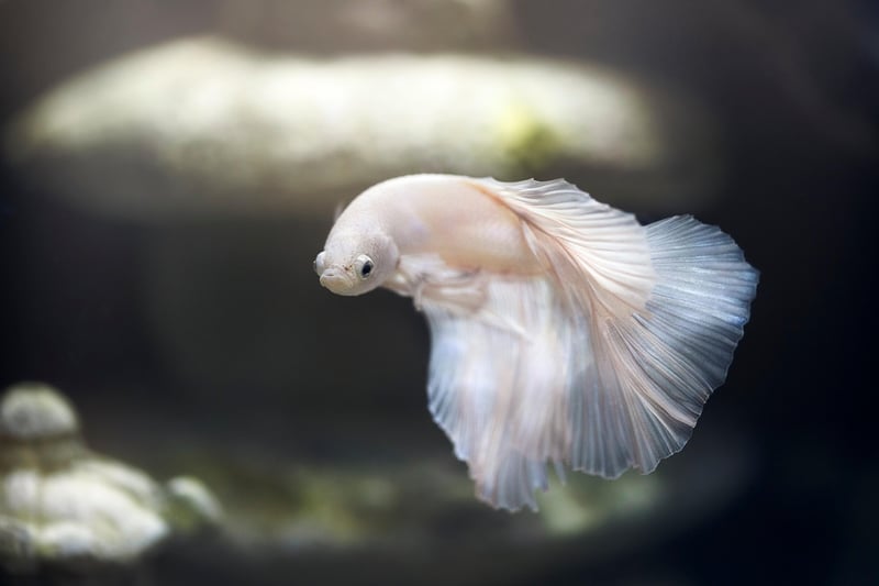 Mermaid Fish Tank