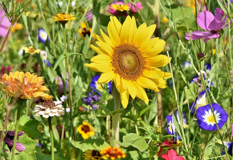 Magical Garden Tools