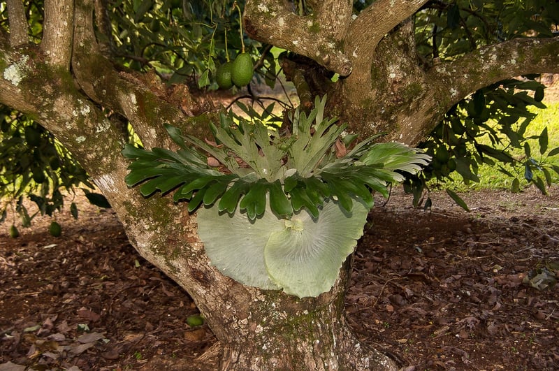 Unicorn Horn Ferns